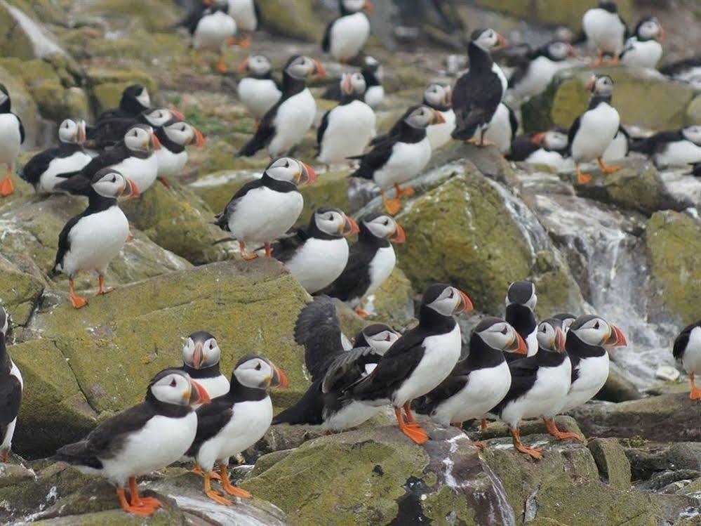 Farne Island Rooms Сихаузес Экстерьер фото
